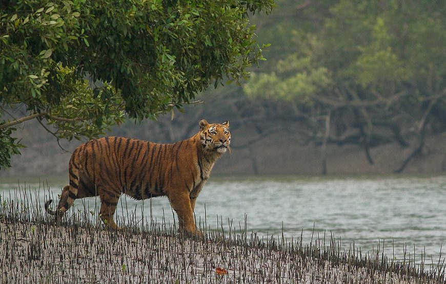 East India Wildlife Tour – 13 Nights & 14 Days