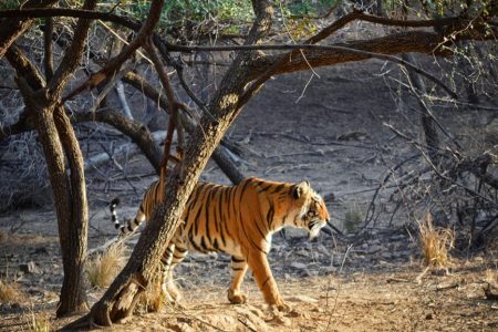 Rajasthan Wildlife Tour – 10 Nights & 11 Days